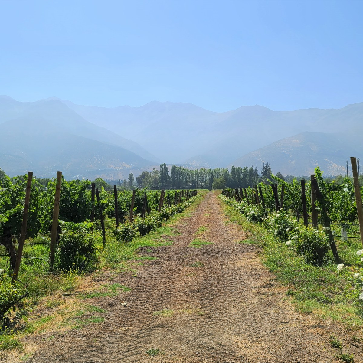Best Wineries in the Maipo Valley, Chile