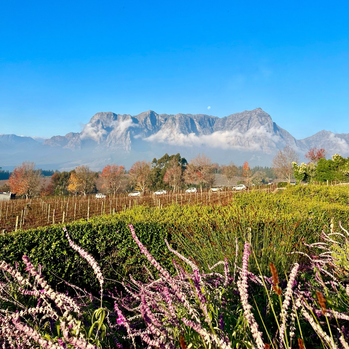 Best Wineries in Stellenbosch and Franschhoek, South Africa