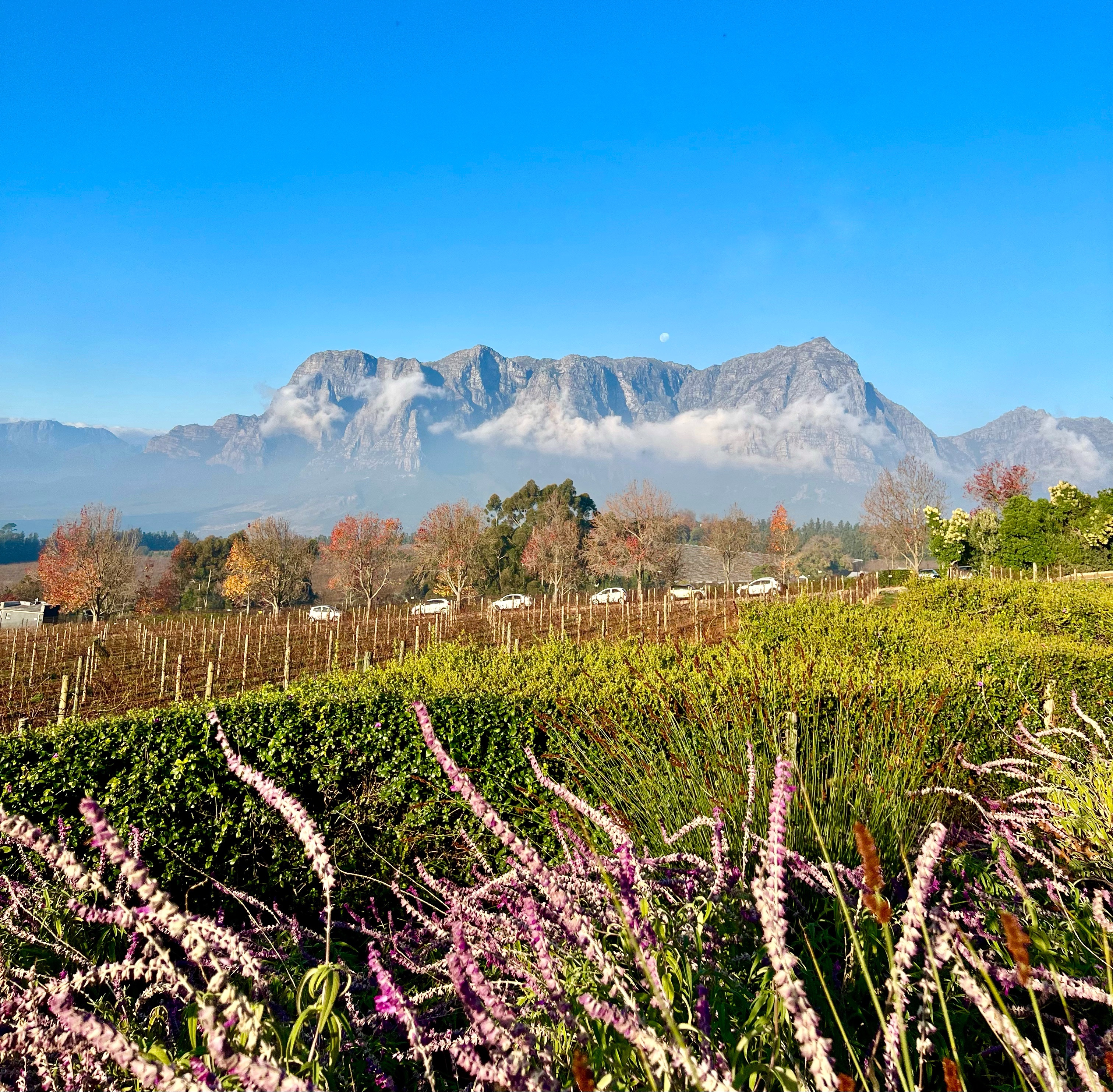 Best Wineries in Stellenbosch and Franschhoek, South Africa