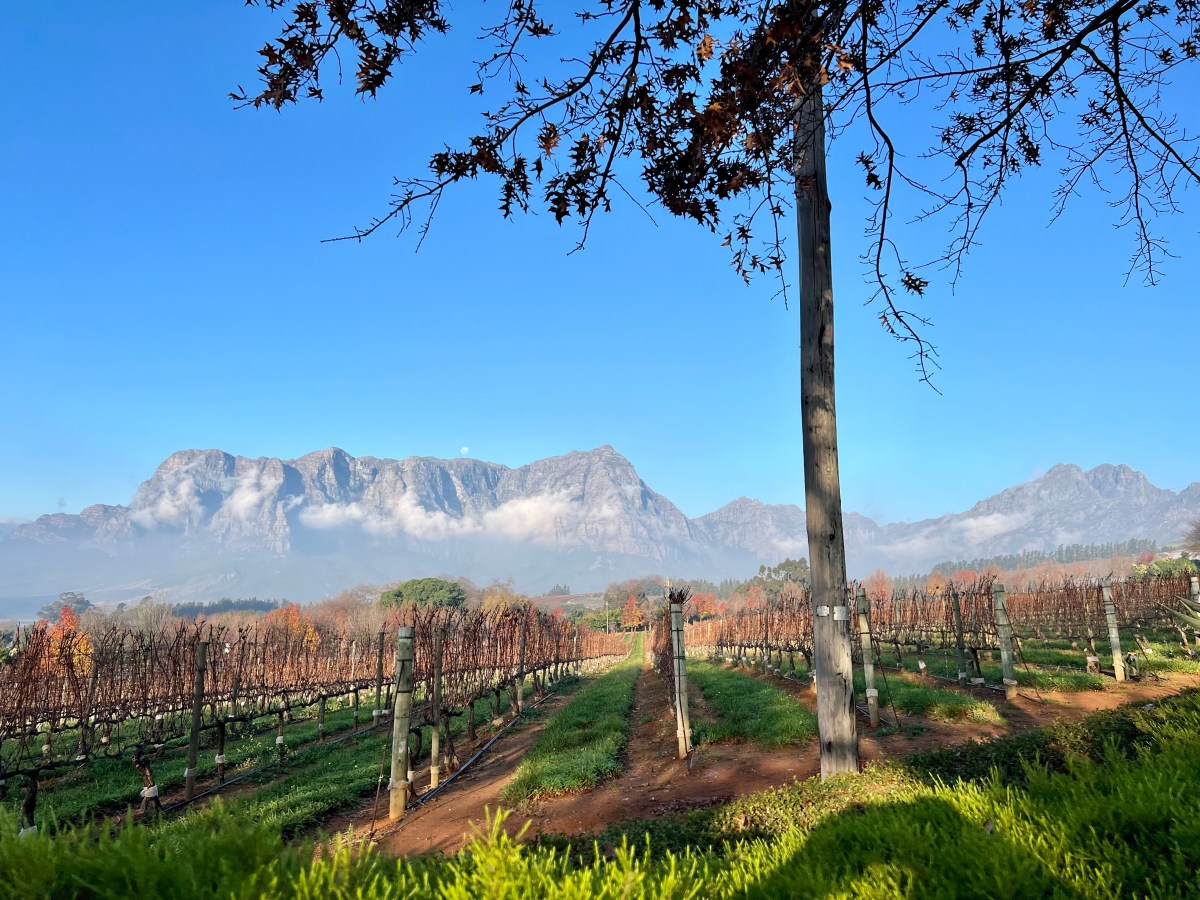 Best Wineries in Stellenbosch and Franschhoek, South Africa SHORT